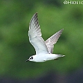 Two White-winged Black Terns in Tingara Street. Flying over the grass land. 